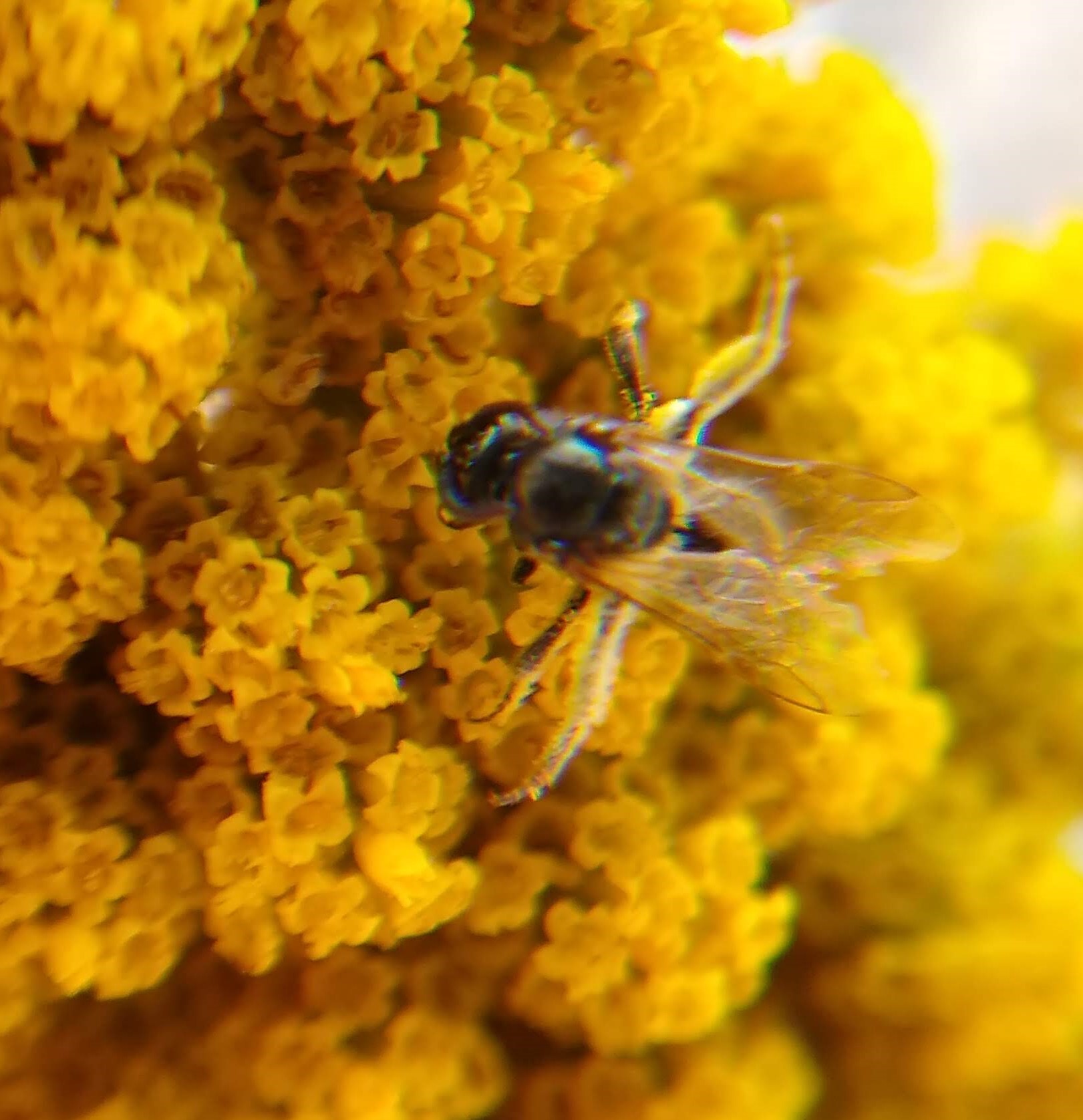 Metallic sweat bee